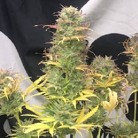 Girl Scout Kush Auto > Pure Instinto